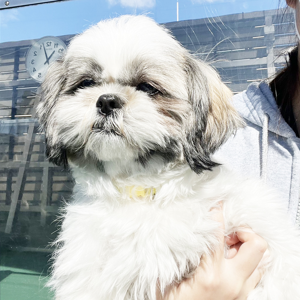 生徒が撮影したモデル犬たちの写真！
